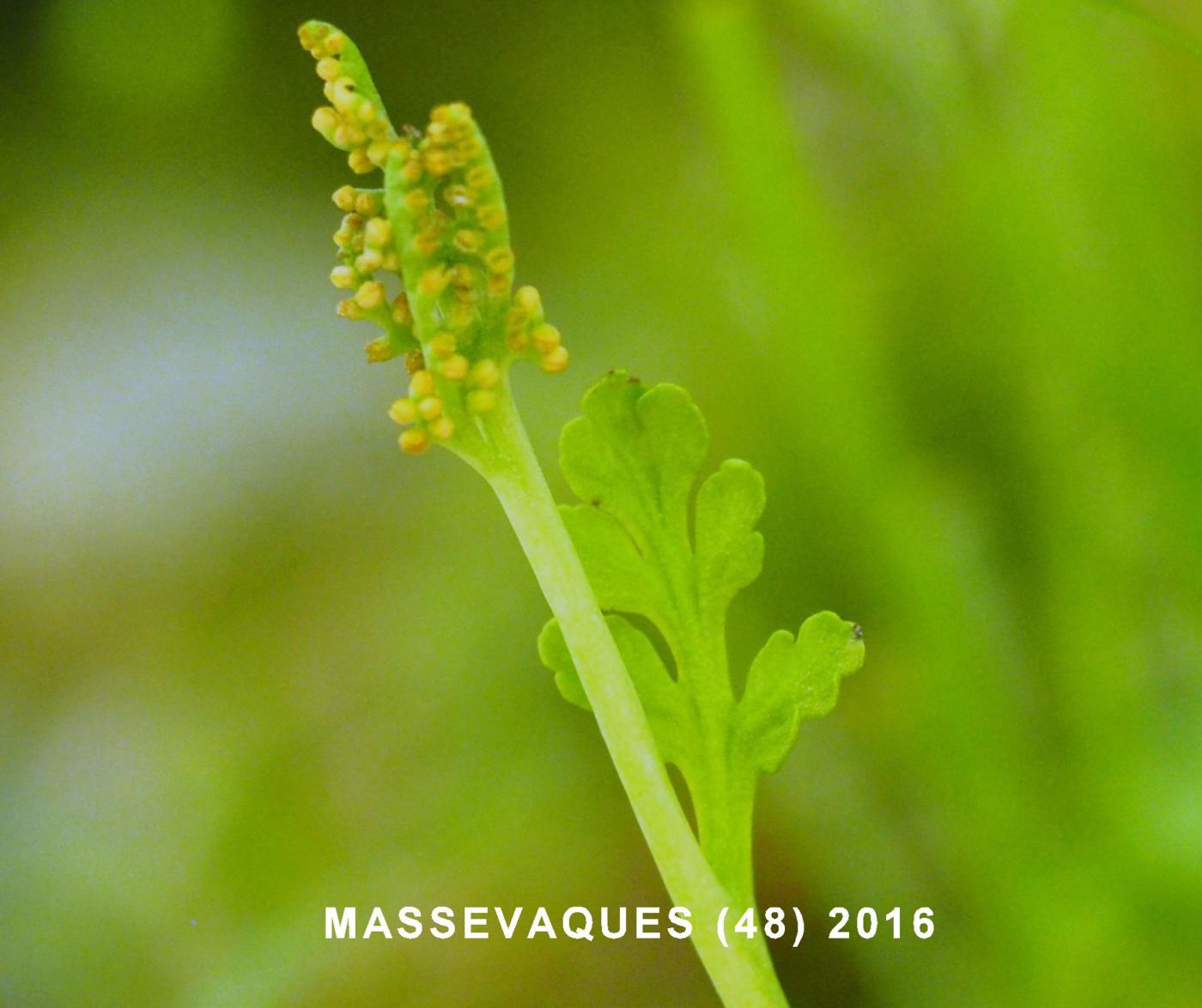 Moonwort, Daisy-leaved leaf